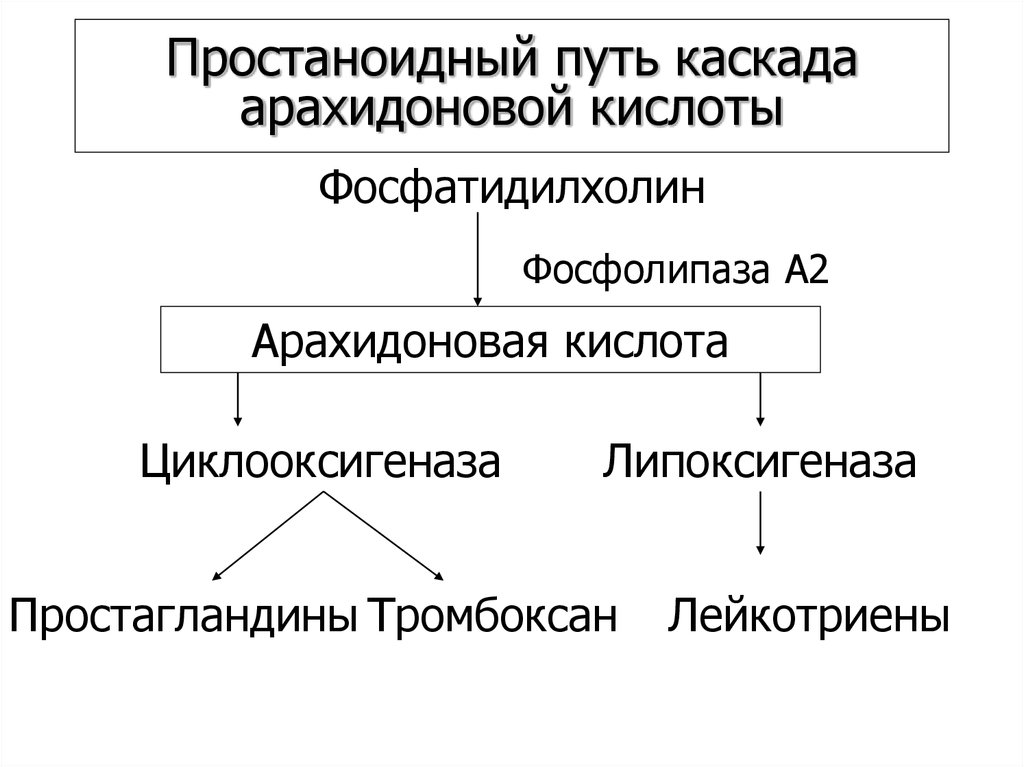 Простаноидный путь каскада арахидоновой кислоты