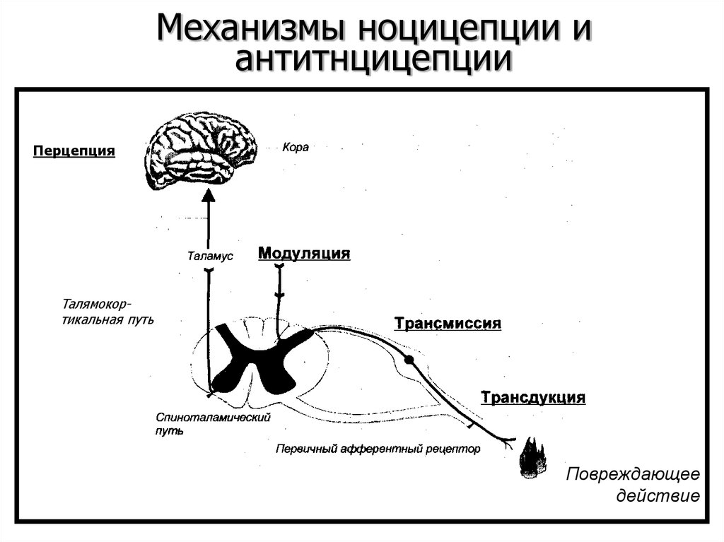 Механизмы ноцицепции и антитнцицепции