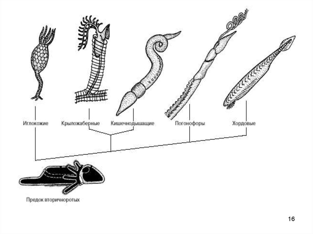 Хордовые животные. Тип Полухордовые систематика. Полухордовые вторичноротые. Хордовые произошли от древних вторичноротых животных. Тип Хордовые Эволюция.