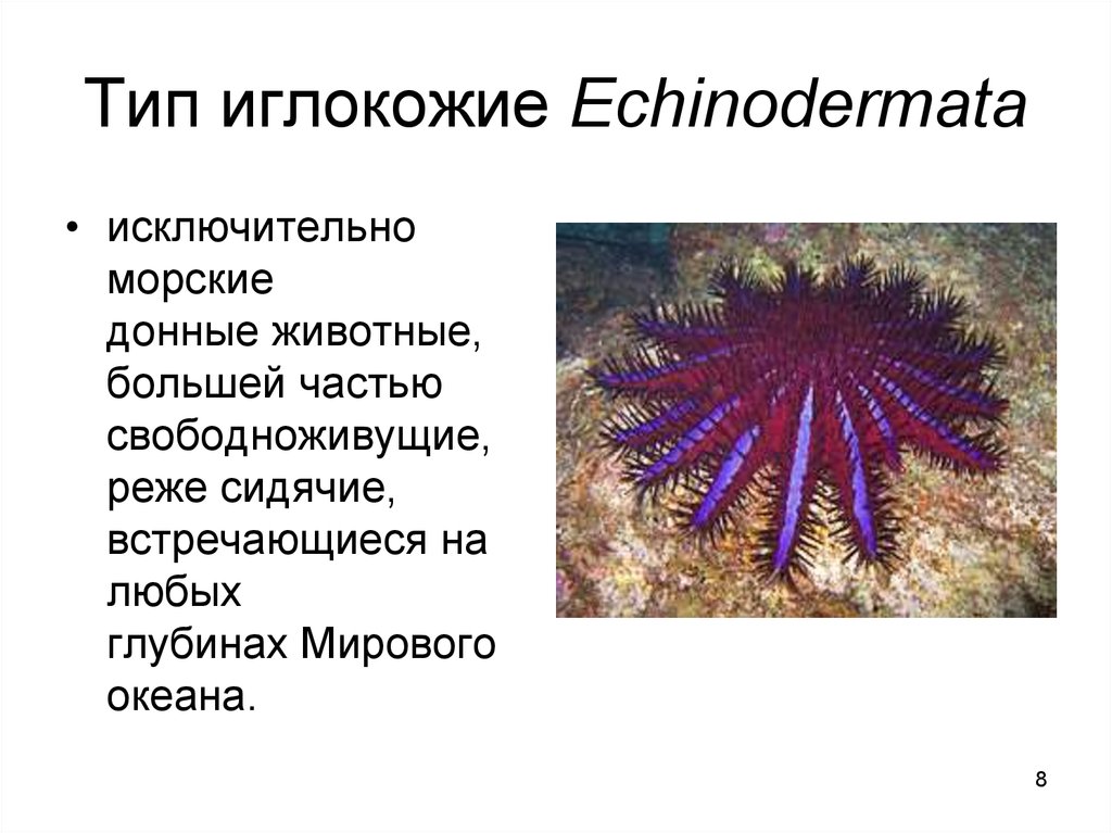 Классы иглокожих. Иглокожие Тип животных. Тип иглокожие класс морские звезды. Тип иглокожие систематика. Научная классификация иглокожих..