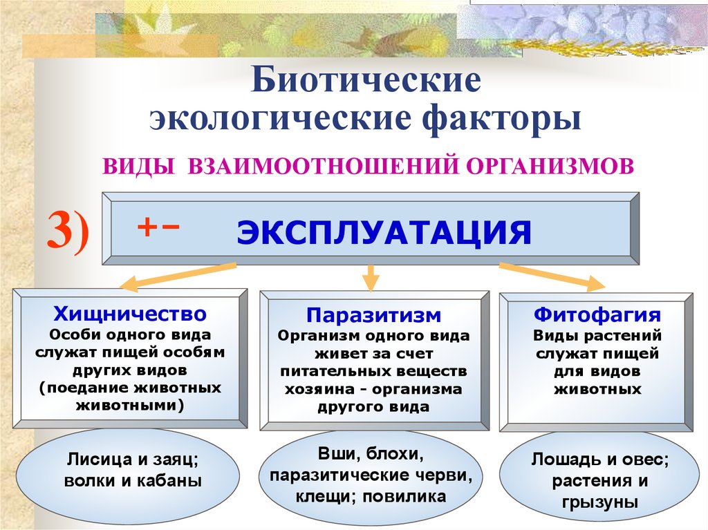 Соотнесите картинки и тип биотических взаимоотношений