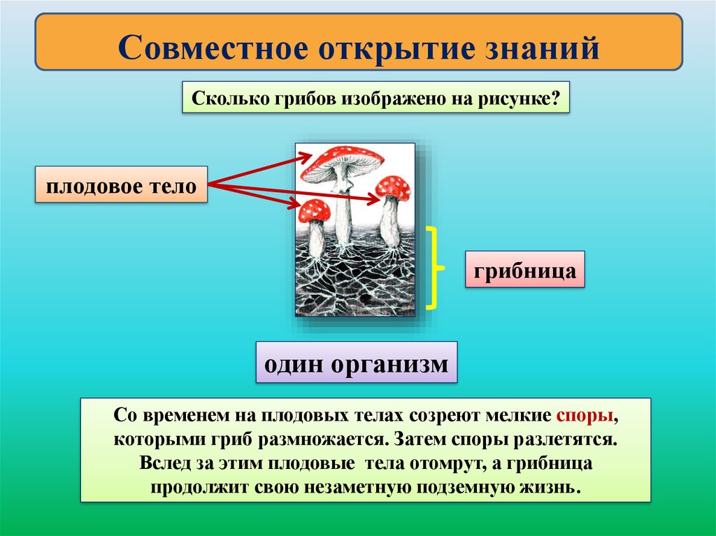 Какой тип питания характерен для мухомора изображенного на рисунке обоснуйте свой ответ