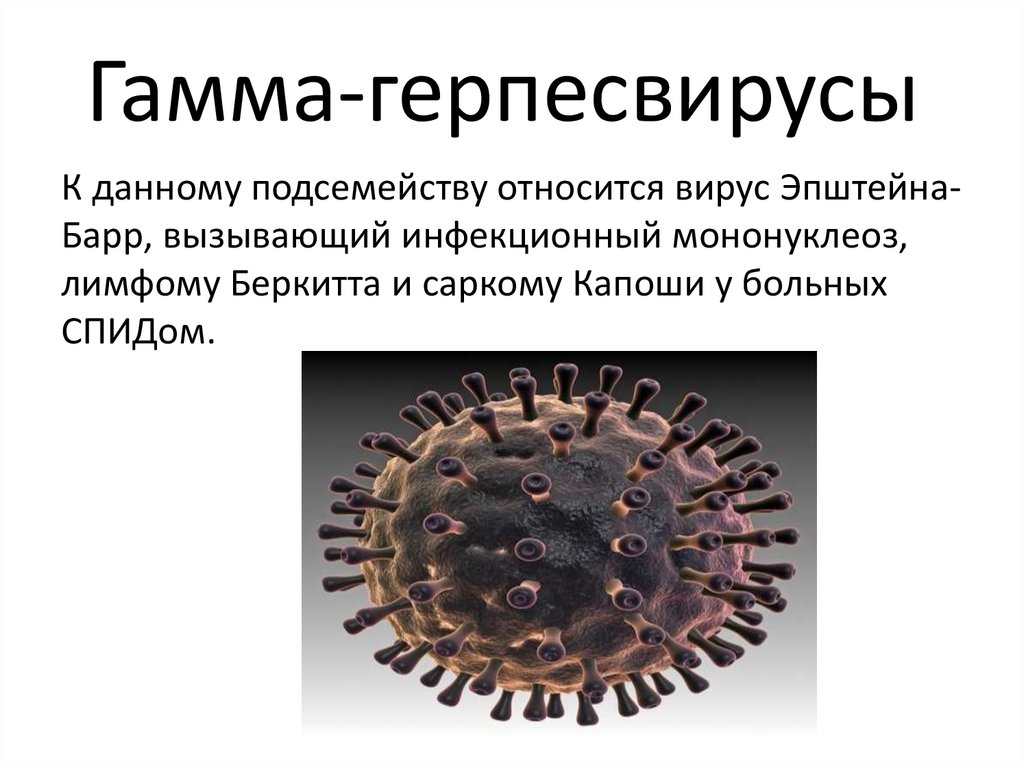 Вирусы относятся к форме жизни. Вирус семейства Herpesviridae. Вирус герпеса семейства Herpesviridae. Антигенная структура герпесвирусов. Строение вириона герпесвирусов.