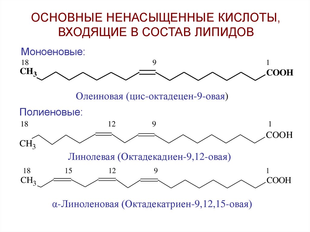 Линолевая кислота свойства. Олеиновая линолевая линоленовая. Линолевая и линоленовая кислоты. Линолевая и линоленовая кислоты схема. Аминоспирты входящие в состав липидов.