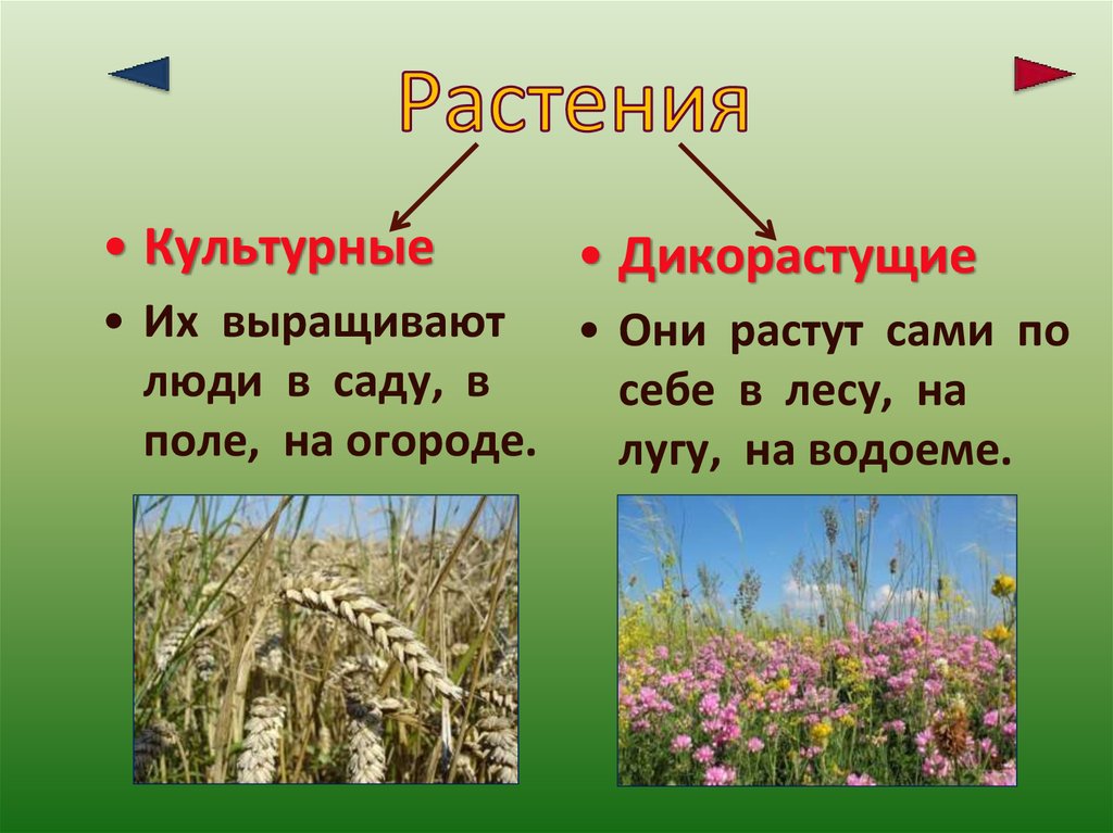 Какие растения выращивают в московской области. Дикорастущие травы. Цветы дикорастущие и культурные. Дикорастущие и культурные растения. Культурные травы.