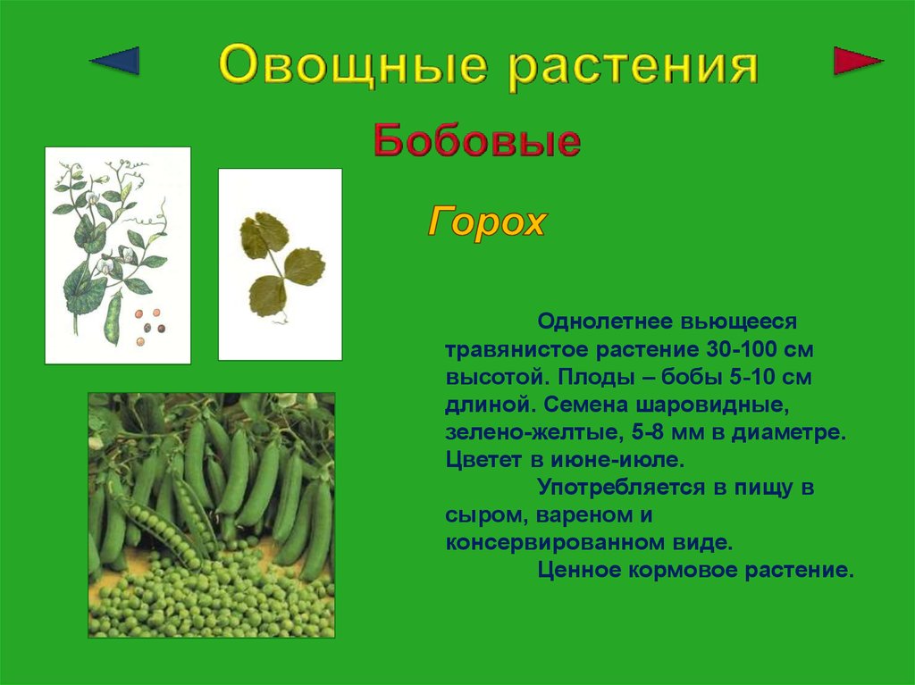 Сообщение о растении 3 класс. Горох дикорастущий или культурный. Бобовые культурные растения. Горох культурное растение. Горох это дикорастущее растение или культурное.