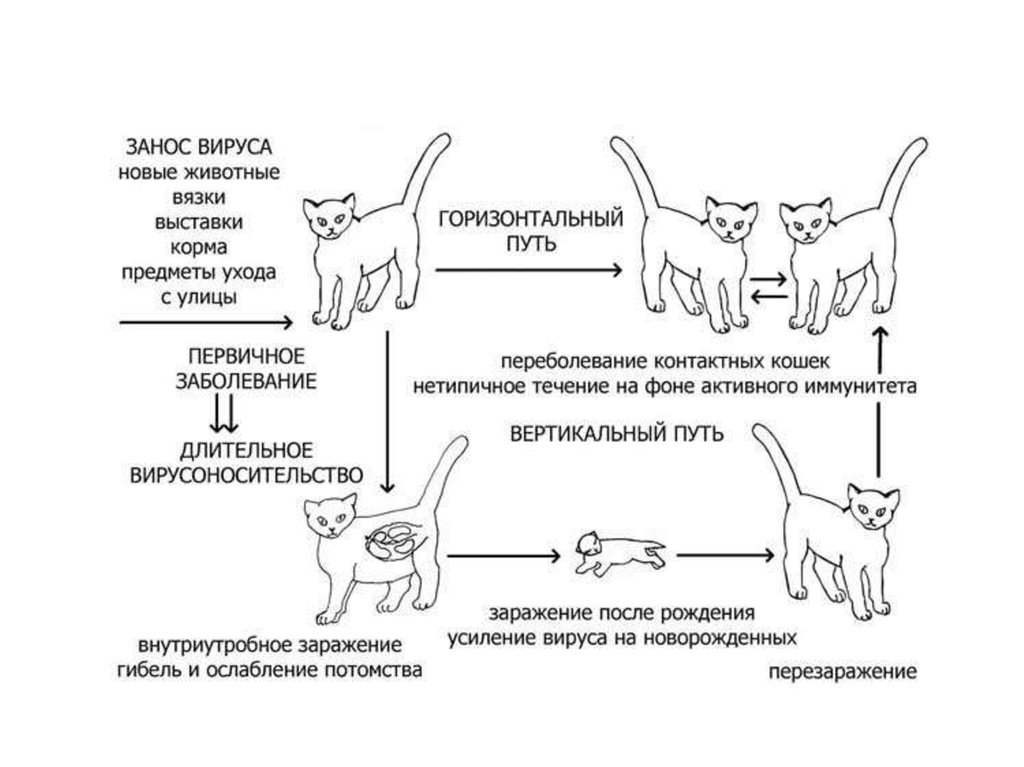 Лечение панлейкопения у кошек схема лечения