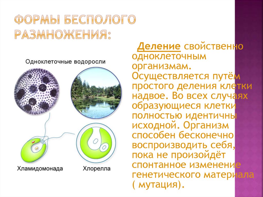 Как происходит бесполое размножение