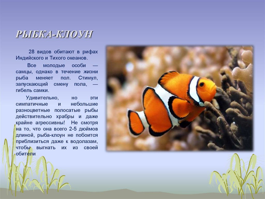 Информация про рыб. Рыба клоун рассказ для детей 1 класса. Рассказ про рыбу 1 класс окружающий мир рыба клоун. Рыба клоун для детей информация. Рыба клоун доклад.