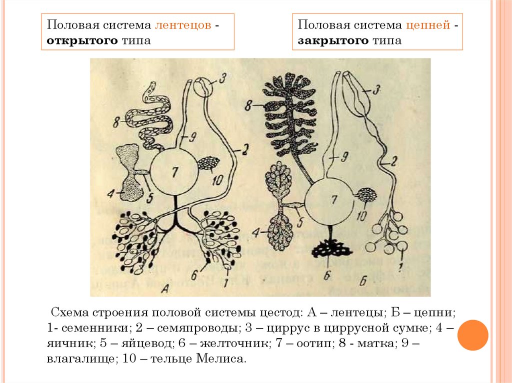 Морфология биология. Строение половой системы цестод. Строение половой системы лентецов. Половая система лентеца. Схема строения полового аппарата цестод.