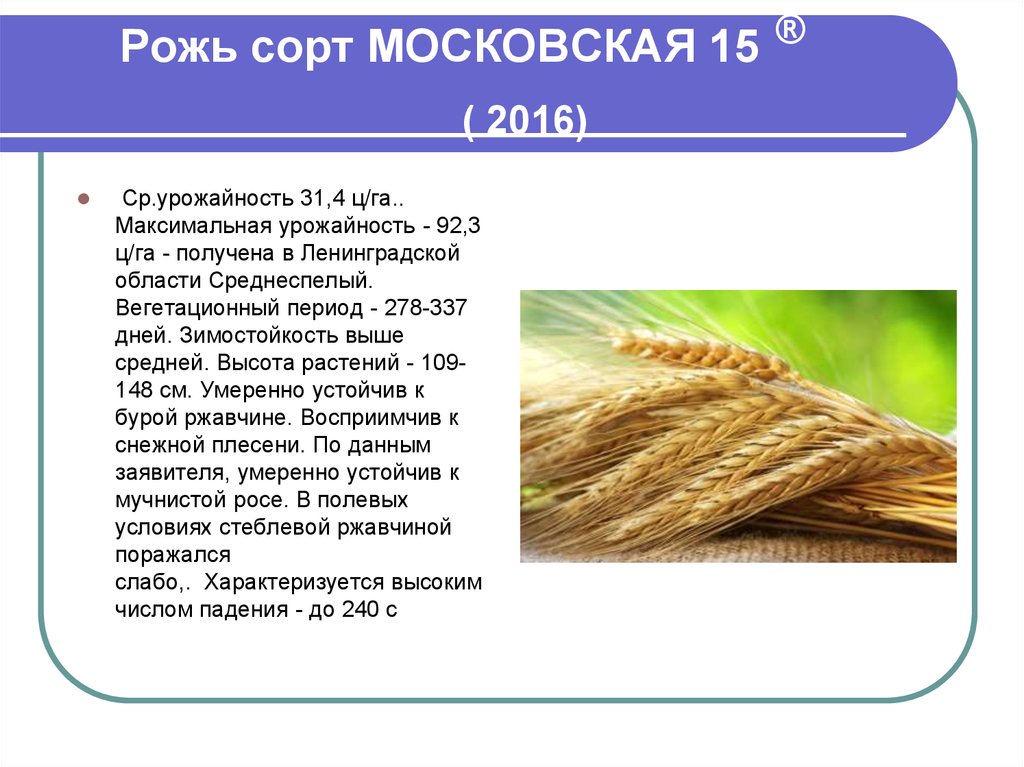 Класс ржи. Сортовые признаки озимой ржи. Рожь сорта. Характеристика ржи. Рожь из чего состоит.