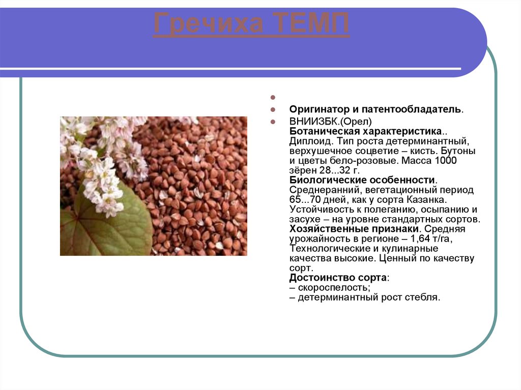 Ботаническая точка зрения. Гречиха особенности. Соцветие гречихи. Гречиха описание. Гречиха краткая характеристика.