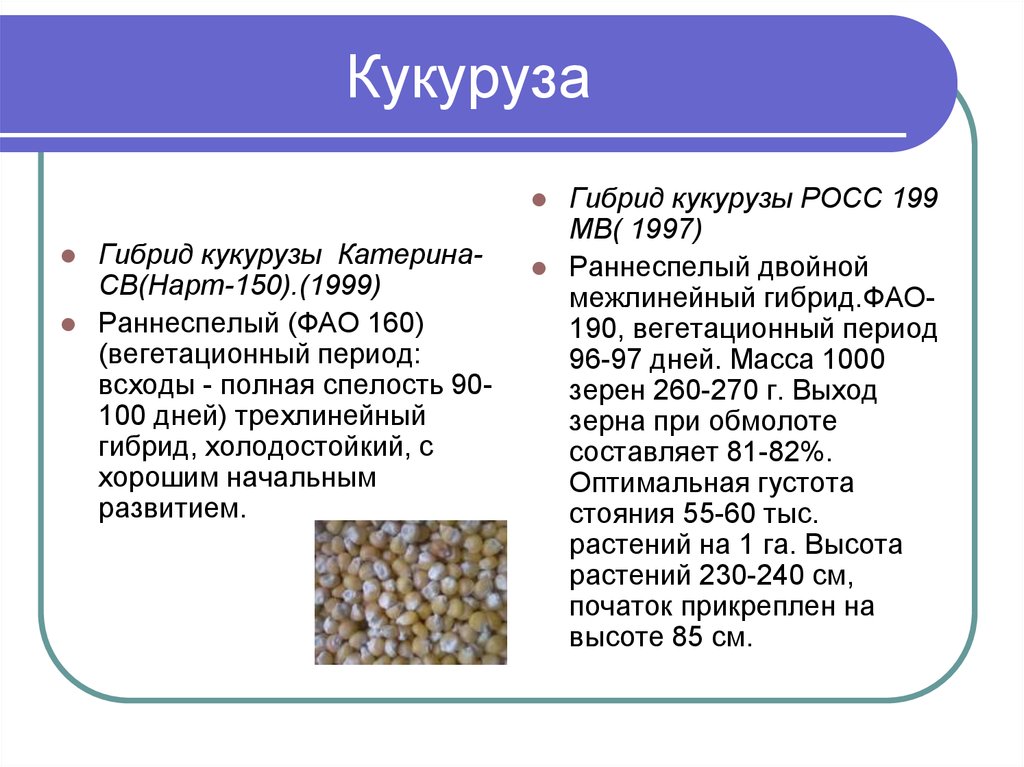 Кукуруза росс. Кукуруза Катерина. Росс 199 МВ кукуруза. Кукуруза Катерина и Росс 140 сравнить по характеристикам.