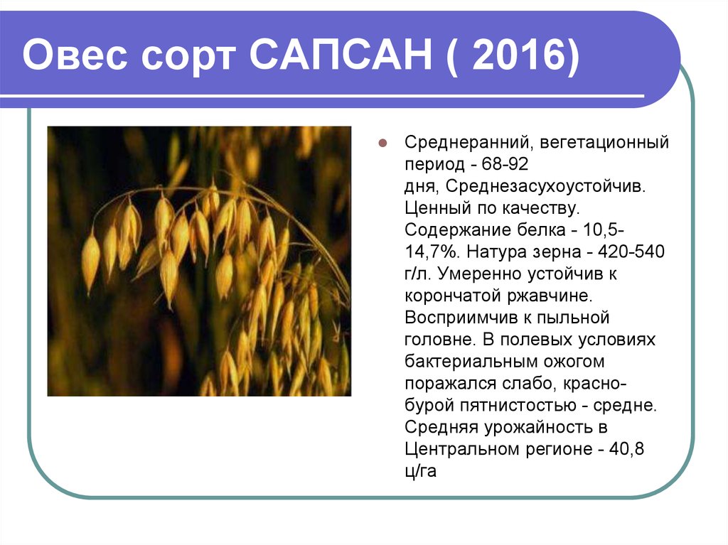 Овес начальная форма. Овес. Сорта овса. Овес характеристика. Овёс полезные качества.