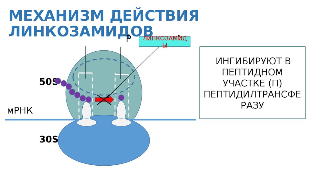 Линкозамиды фармакология презентация