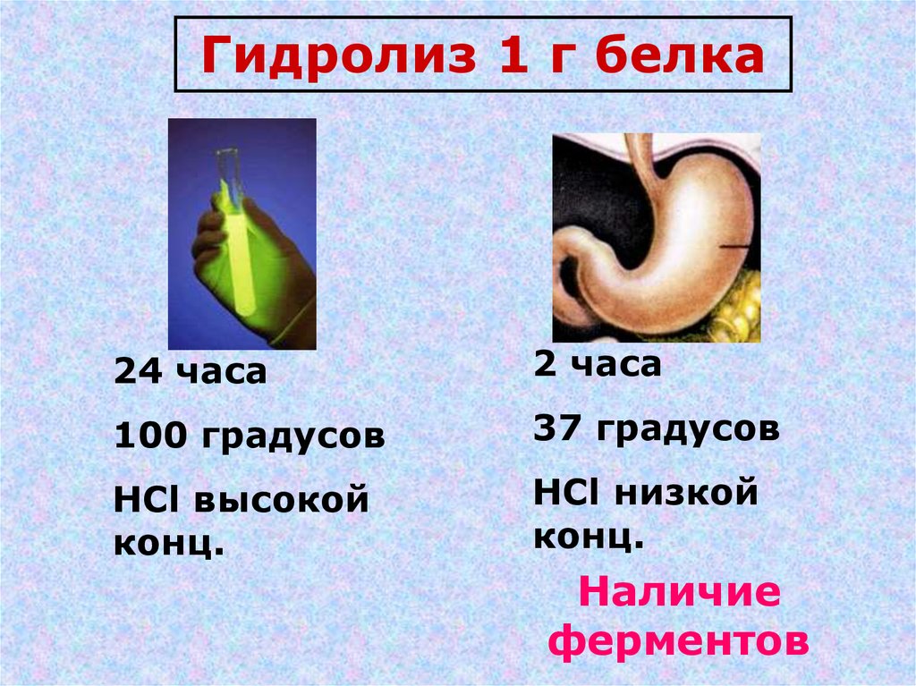 1 г белка. Гидролиз белка. Как называется продукт гидролиза белка молока?.