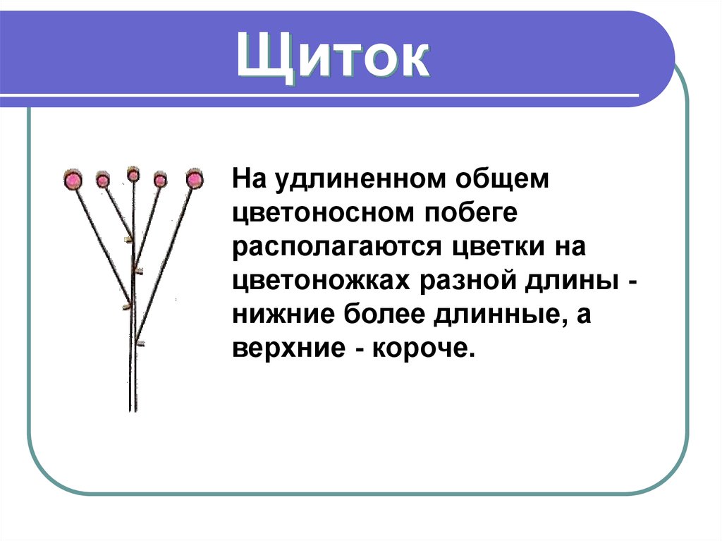 Соцветие определение биология 6 класс. Соцветия 6 класс биология щиток. Соцветия 6 класс биология. Тип соцветия щиток. Растения с соцветием щиток.