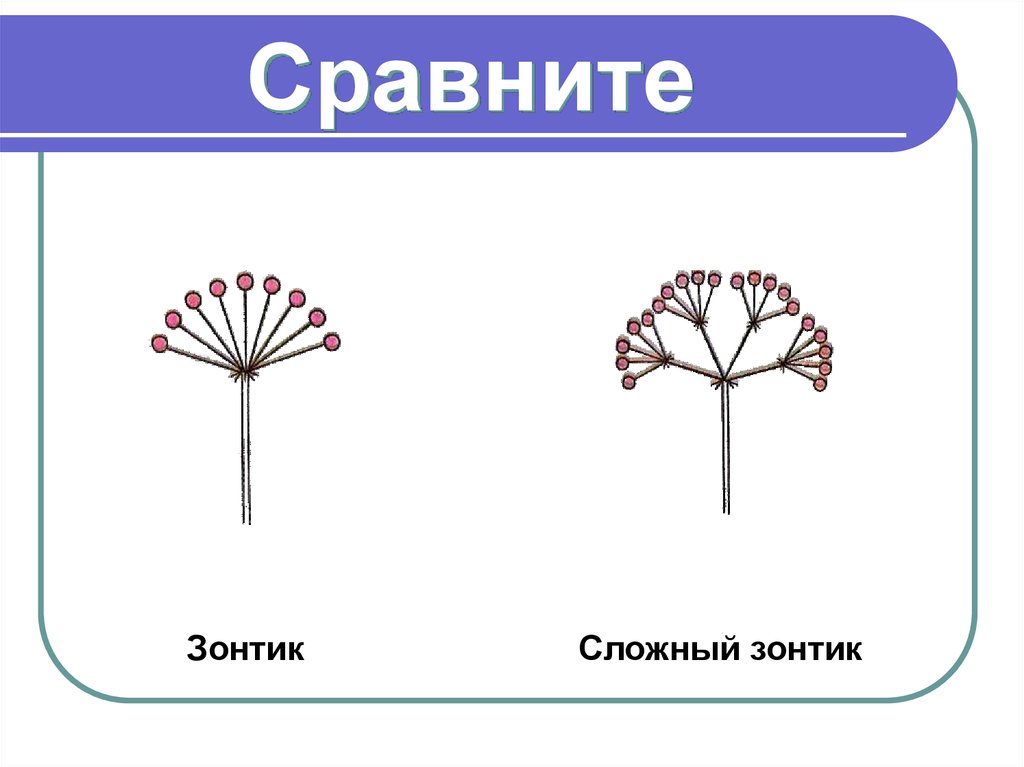 Схема соцветия простой зонтик