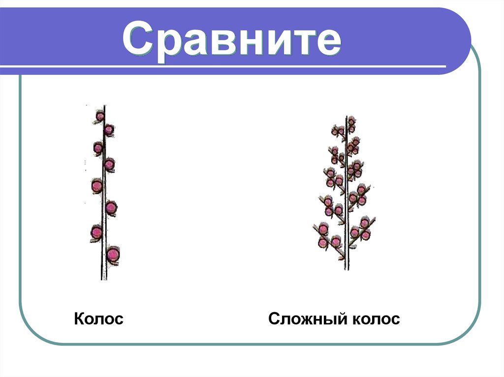 Характерные признаки соцветия сложный колос. Соцветие Колос. Тип соцветия сложный Колос. Соцветие простой Колос схема. Соцветие Колос биология.