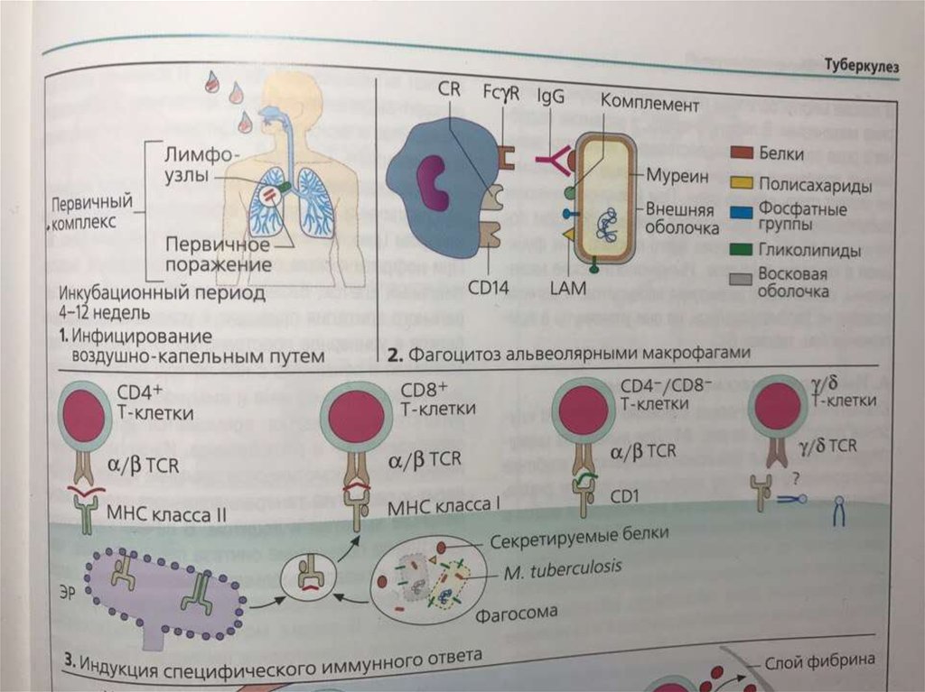 Тест по иммунологии