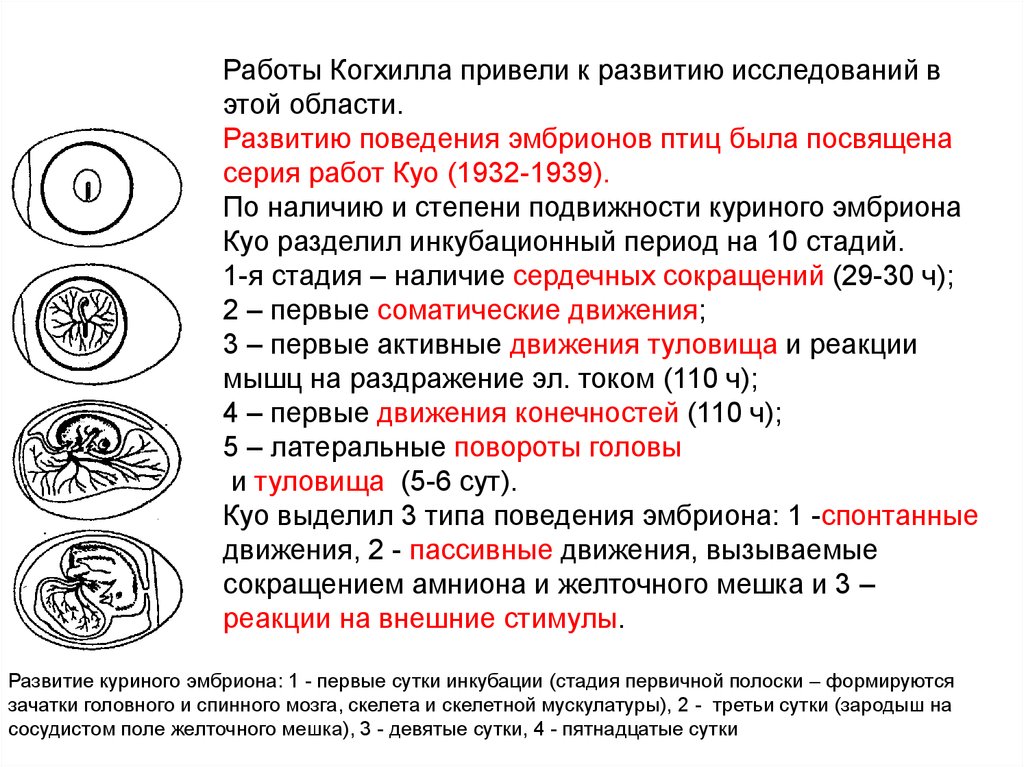 Практическая работа строение и развитие зародыша птицы. Стадии эмбрионального развития птиц. Этапы развития зародыша птицы. Критические периоды эмбрионального развития у птиц. Развитие куриного зародыша.