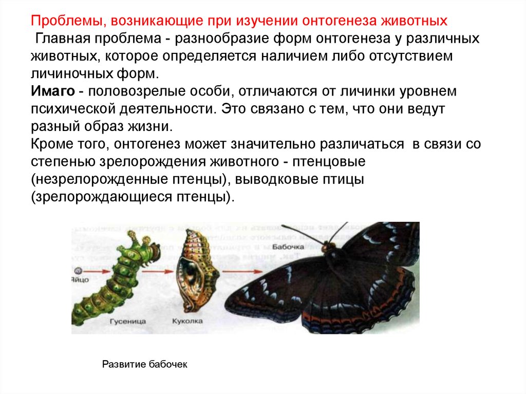 Свойство онтогенеза. Онтогенез животных. Проблемы онтогенеза. Особенности онтогенеза у бабочек. Тип онтогенеза у бабочки.