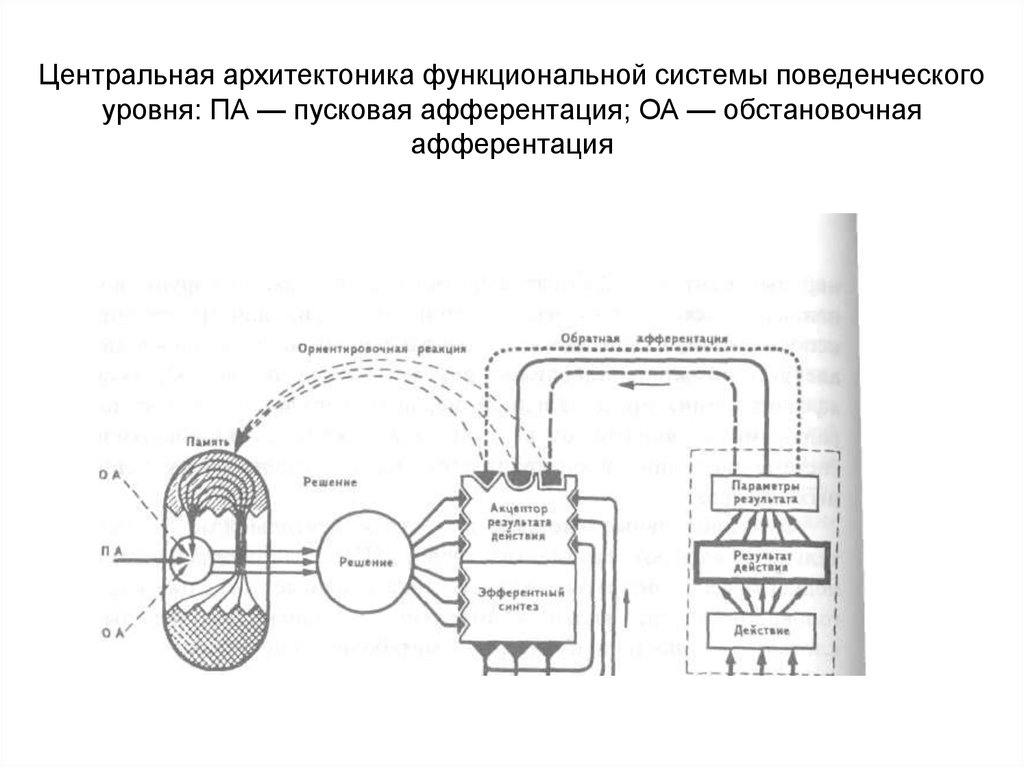 Принципиальная схема функциональной системы поведенческого уровня