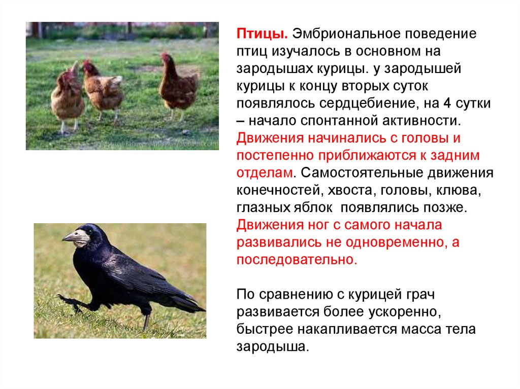 Как изменилось поведение птиц. Поведение птиц. Доклад "поведение птиц". Формы поведения птиц. Примеры сложного поведения птиц.