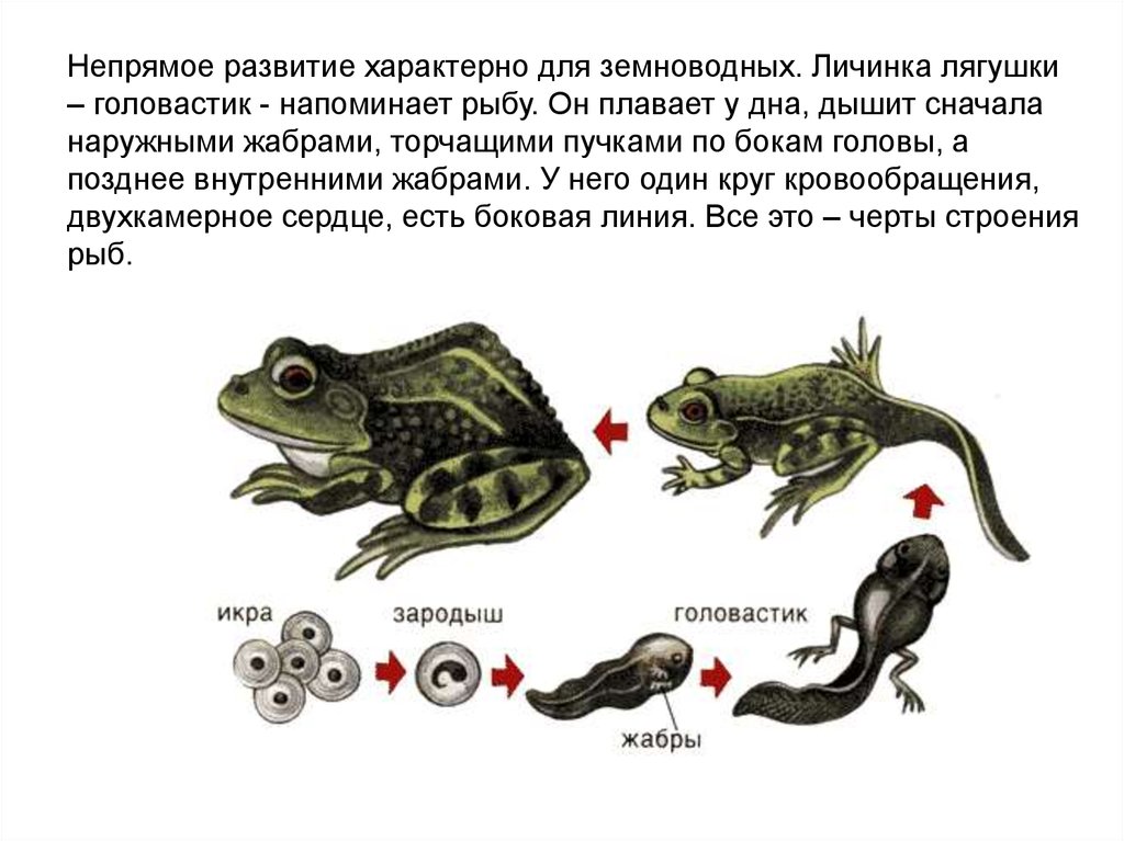 На рисунке изображено одно из проявлений жизнедеятельности самца и самки тритона какое свойство