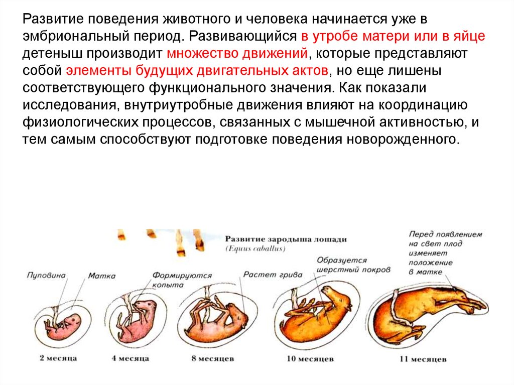 Онтогенез особенности процесса. Пренатальный онтогенез (эмбриональный) этапы. Онтогенез животных. Формирование поведения в онтогенезе. Эмбриональный период развития животных.