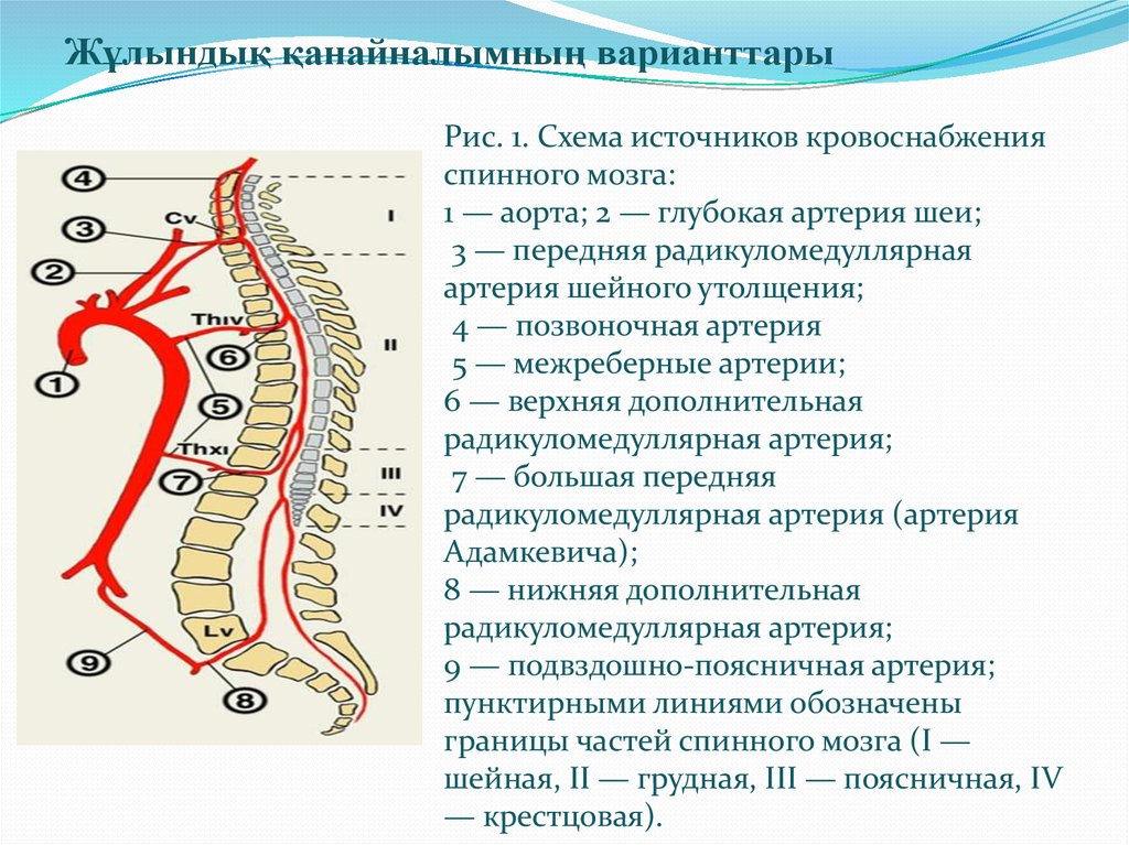 Кровоснабжение спинного мозга схема