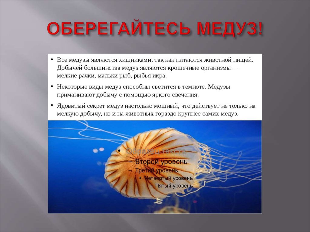 Презентация медуза 7 класс