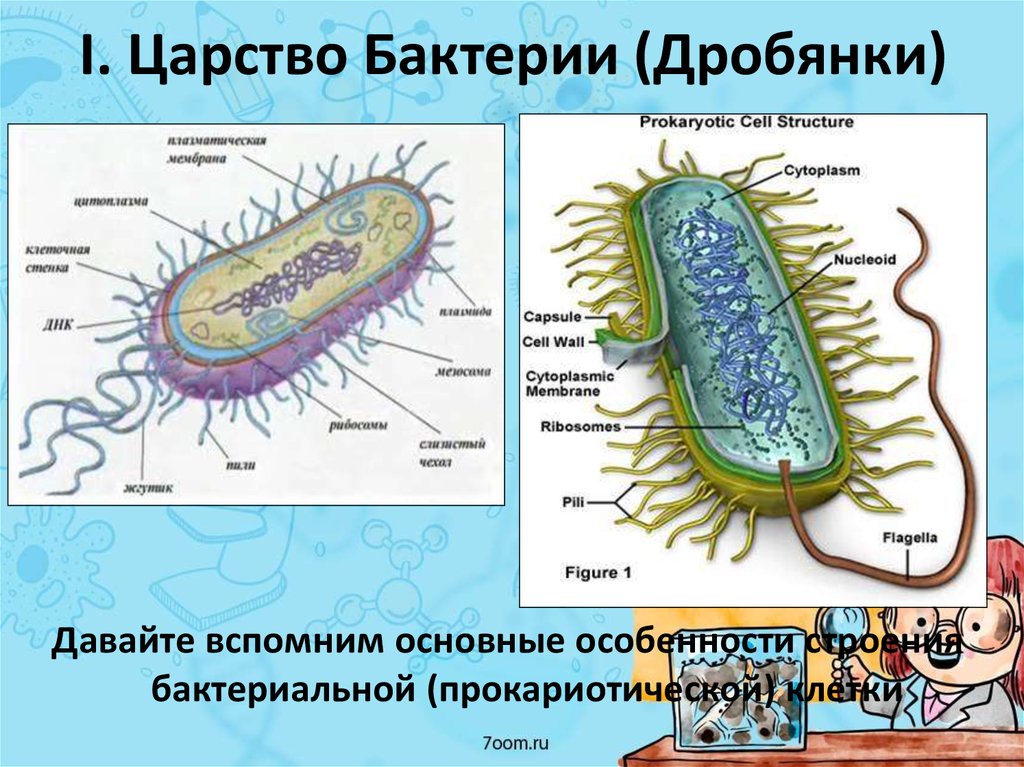 Особенности клетки бактерии 5 класс. Прокариоты царство дробянки. Бактерии дробянки. Строение бактериальной клетки дробянки. Царство бактерий клеточная стенка.