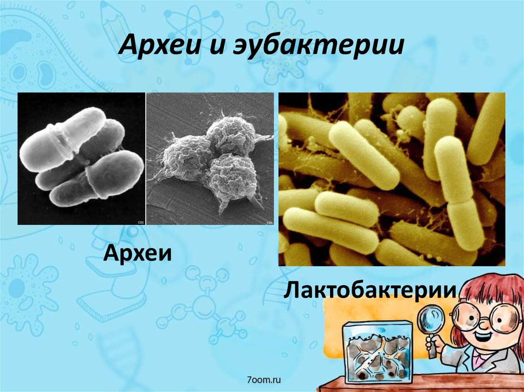 Археи. Надцарство археи. Эубактерии и архебактерии. Археи хемотрофы. Археи архебактерии.