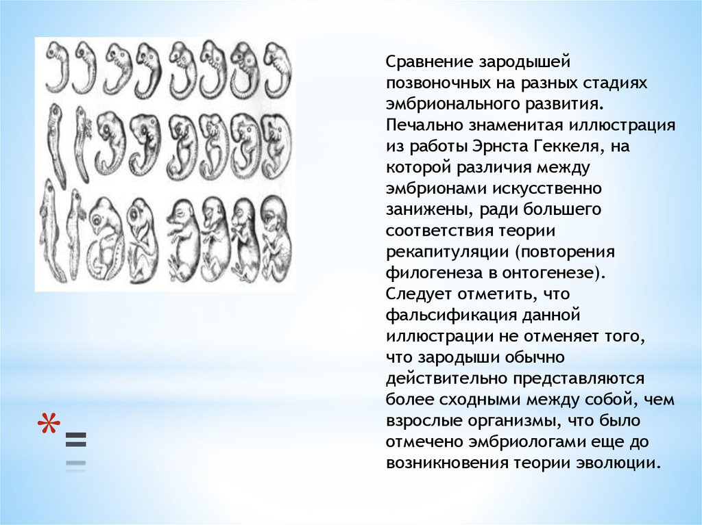 Признаки сходства зародышей у позвоночных