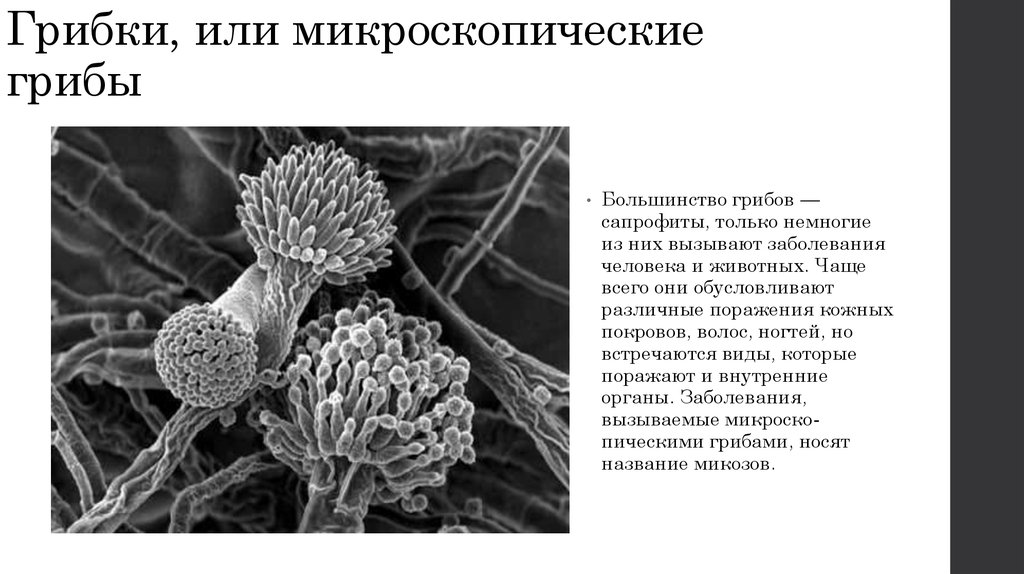 Микроскопические грибы презентация 3 класс