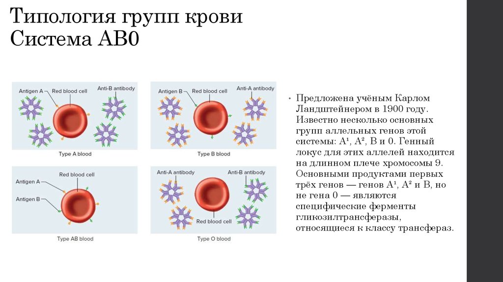 Современное группа крови. Система ab0 группы крови. Ab0 группа крови. Система крови ab0. Характеристика групп крови системы ab0.