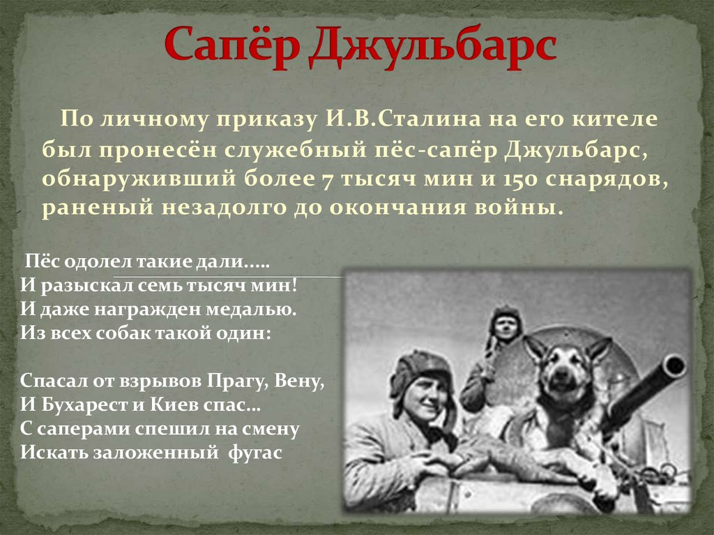 Волонтерское движение джульбарс орск