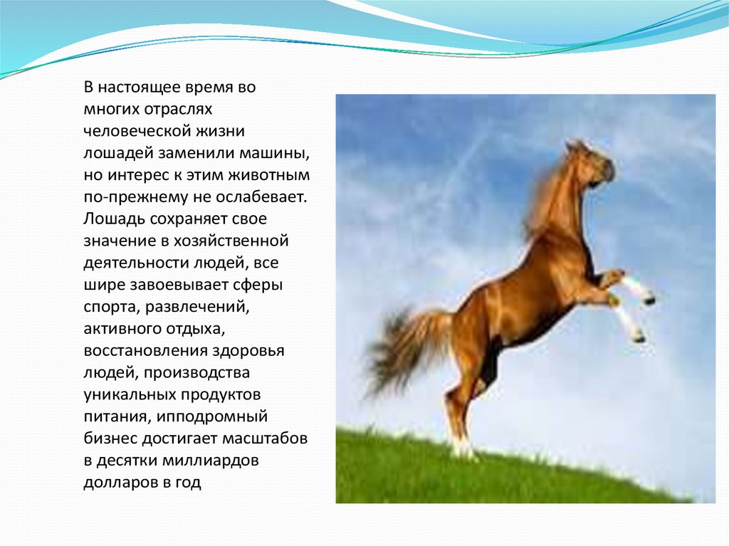 Годы жизни лошади. Лошадь в жизни человека. Проект лошадь в жизни человека. Продолжительность жизни лошади. Значимость лошадей в жизни человека.