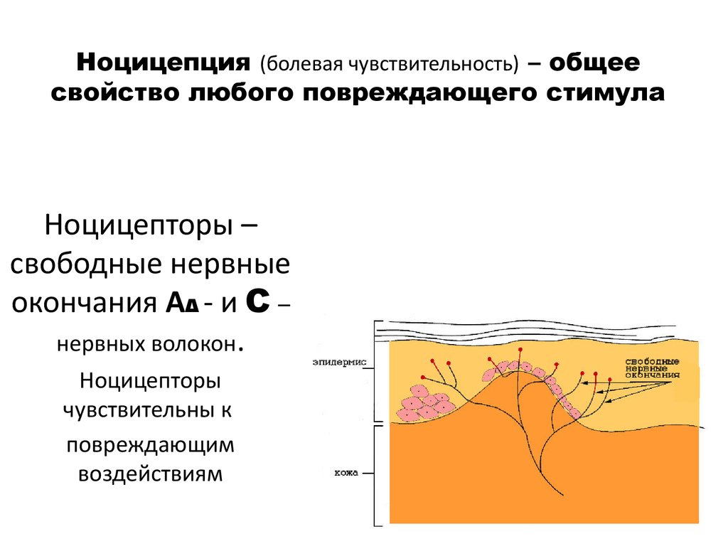 Болевые рецепторы. Болевые рецепторы ноцицепторы физиология. Ноцицепторы свободные нервные окончания. Ноцицепторы а волокон. Ноцицепторы а волокон проводят.