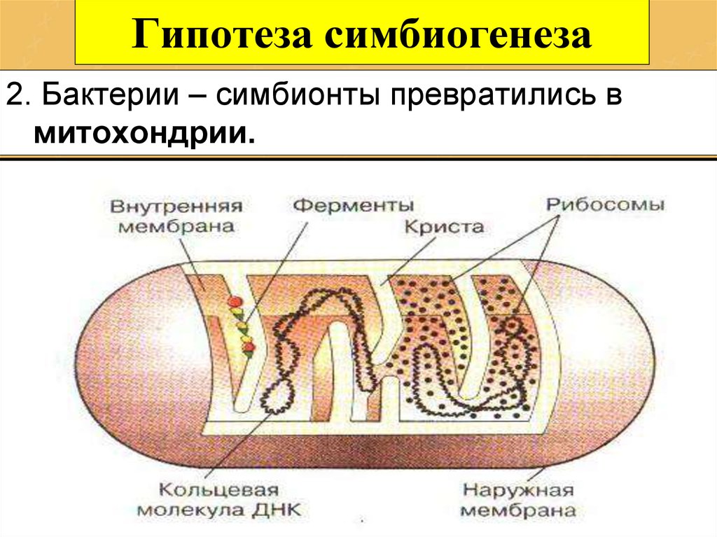 Почему появление хлорофилла в клетках организмов считается важным этапом эволюции живого мира