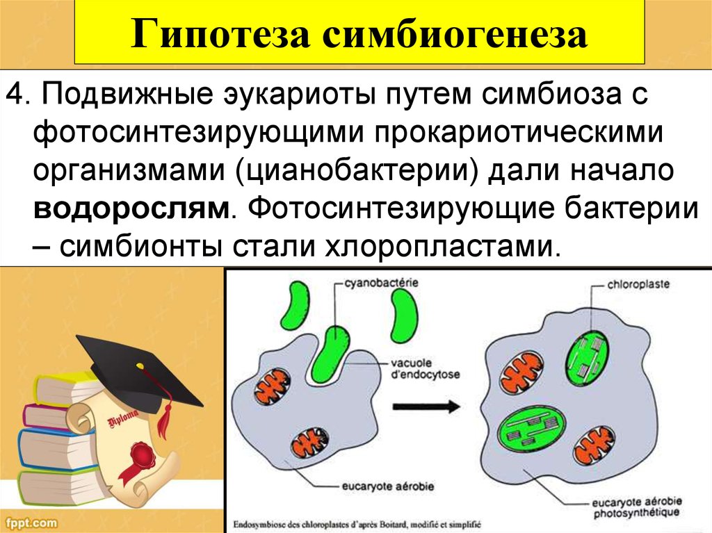 Появление эукариотических организмов