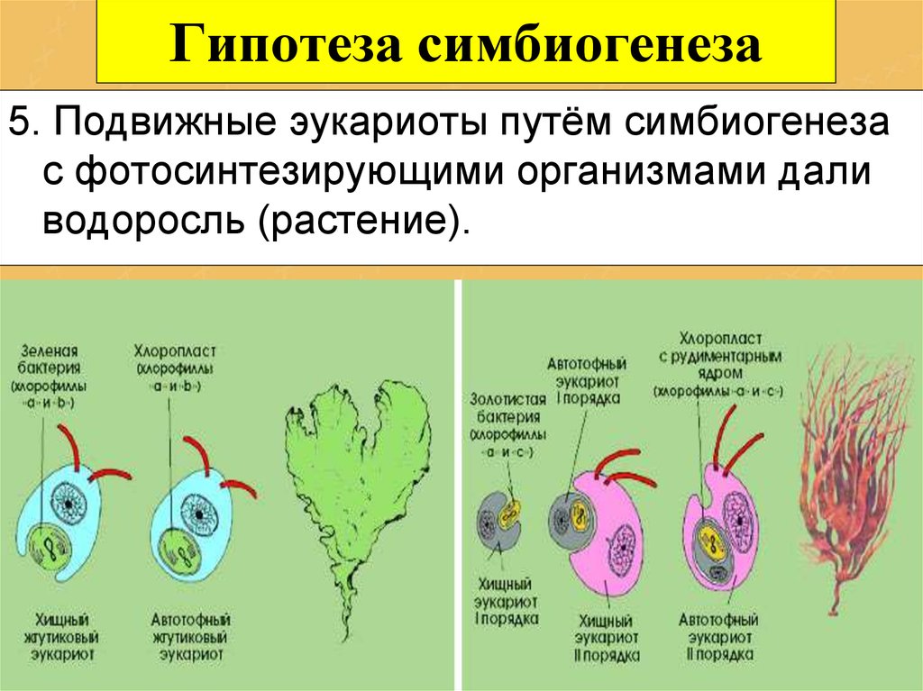 Эволюция клеточных организмов. Эволюция клетки симбиотическая теория. Теория симбиогенеза пластид. Линн теория симбиогенеза. Гипотезы возникновения эукариотических клеток.