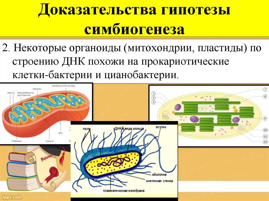 Клетки прокариотов имеют митохондрии. Гипотеза симбиогенеза доказательство. Симбиотическая теория происхождения органелл. Симбиотическая теория происхождения митохондрий. Происхождение митохондрий и хлоропластов.