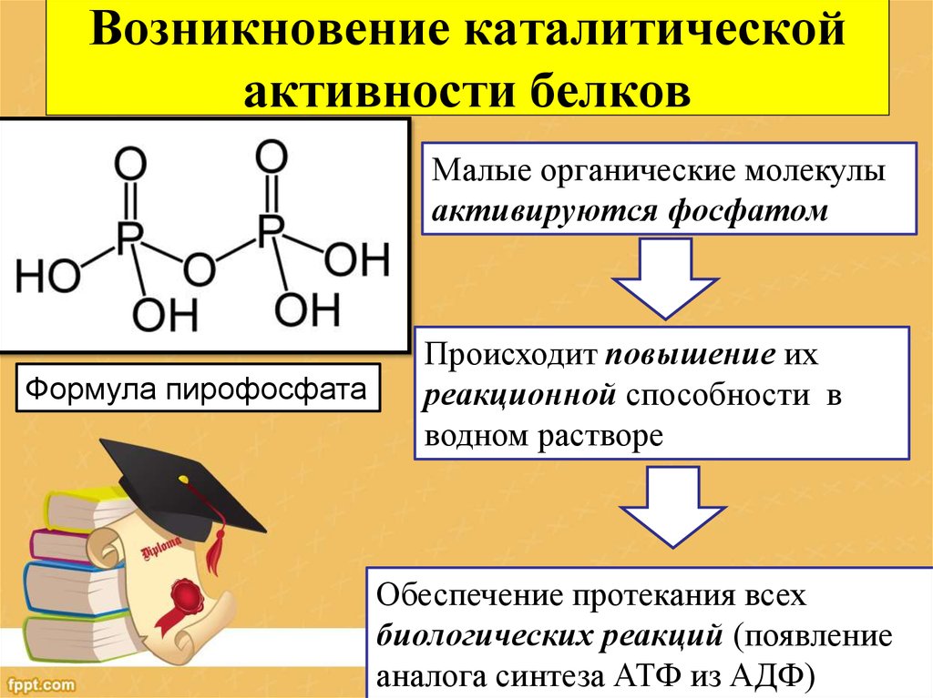 Активность белки. Каталитическая активность белков. Каталитическая активность формула. Возникновение белков. Каталитическая реакция у белков.