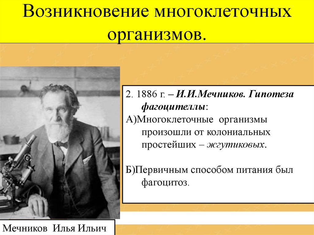 Возникновение организмов. Возникновение многоклеточности Мечникова. Возникновение многоклеточных организмов. Теории возникновения многоклеточных организмов. Гипотезы возникновения многоклеточных организмов.