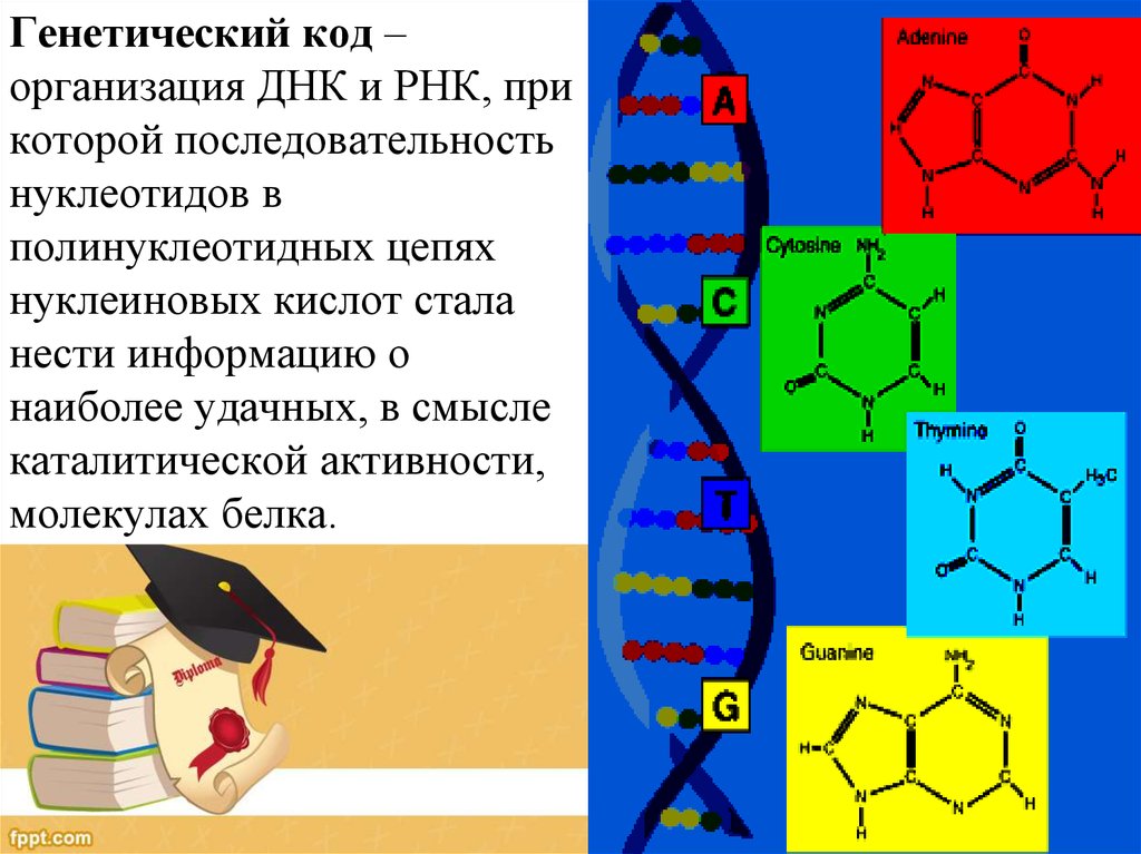 Эволюция живых систем презентация