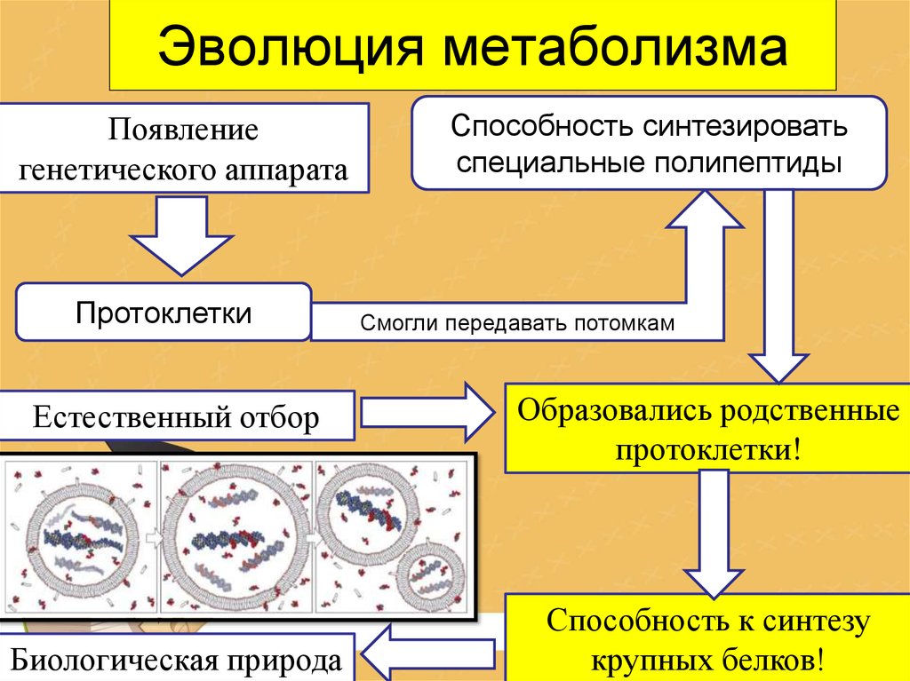 Развитие вещества. Эволюция метаболизма. Возникновение метаболизма. Этапы эволюции метаболизма. Эволюция типов метаболизма в живых организмах.