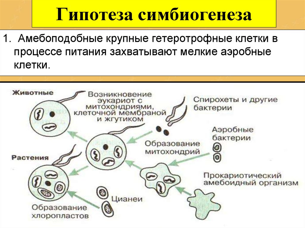 Возникновение клеточной формы жизни. Схема симбиотического возникновения эукариот. Гипотеза симбиогенеза митохондрии. Симбиотическая гипотеза эукариот. Гипотезы происхождения эукариотических клеток.