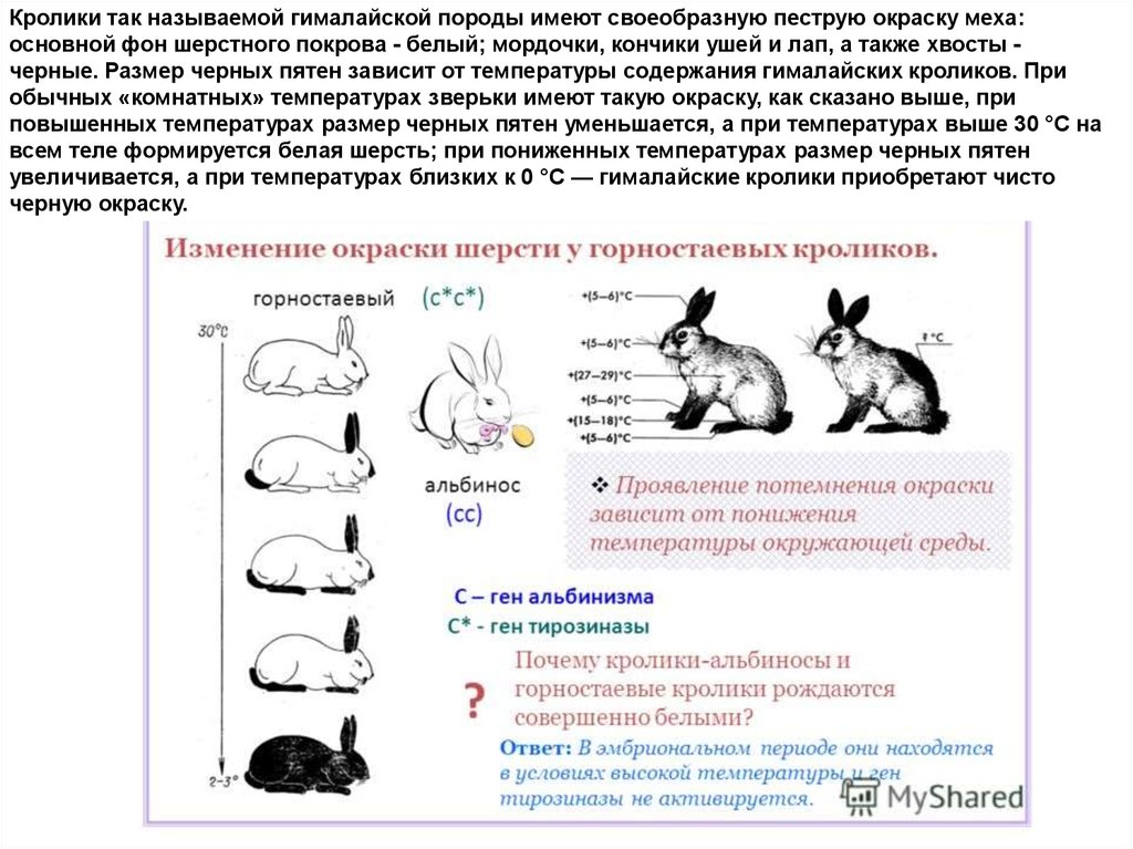 На рисунке изображены горностаевые кролики. Схема скрещивания кроликов. Наследование окраски у горностаевого кролика. Наследование окраски шерсти у кроликов. Генетикс окраса кроликов.